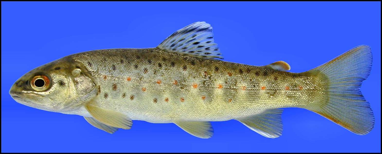 brown trout Salmo trutta